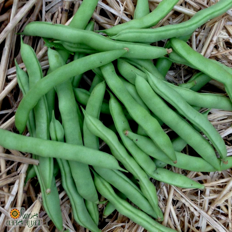State Half, Runner Bean (Phaseolus vulgaris)