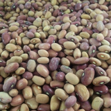 Pink Half , Runner Bean (aka Peanut Bean) (Phaseolus vulgaris)