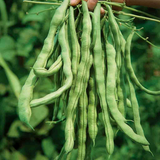 Kentucky Wonder Green, Bush Bean (Phaseolus vulgaris)