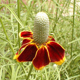 Short Prairie Flower Mix