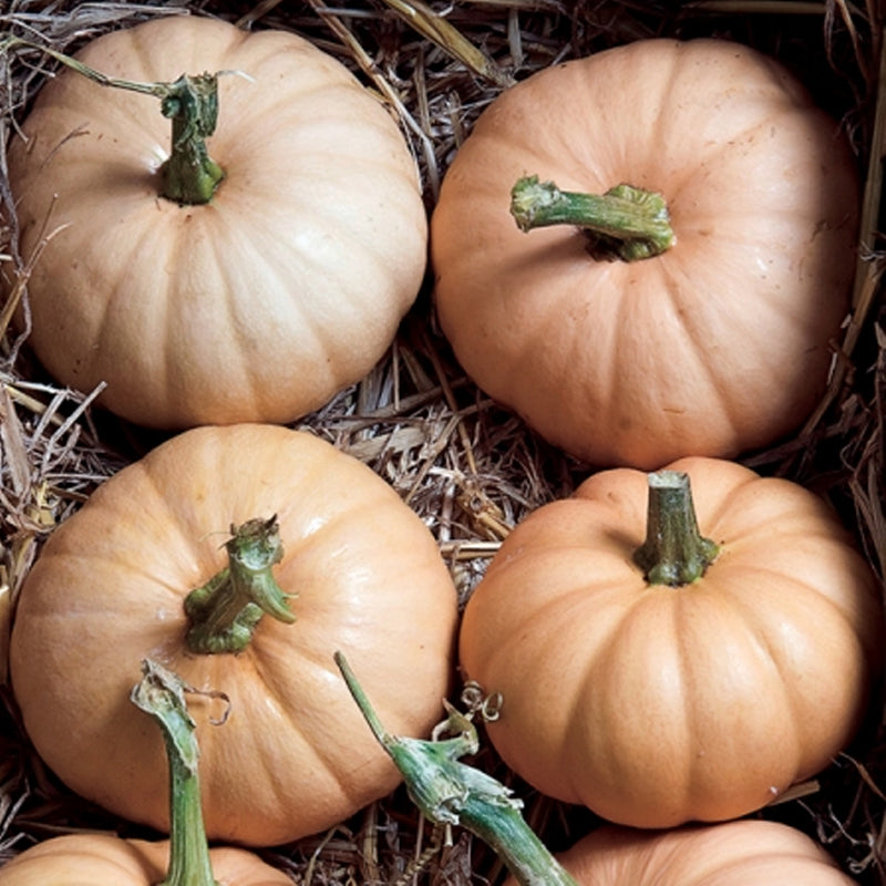 Autumn Buckskin F1 Hybrid Pumpkin (Cucurbita maxima)