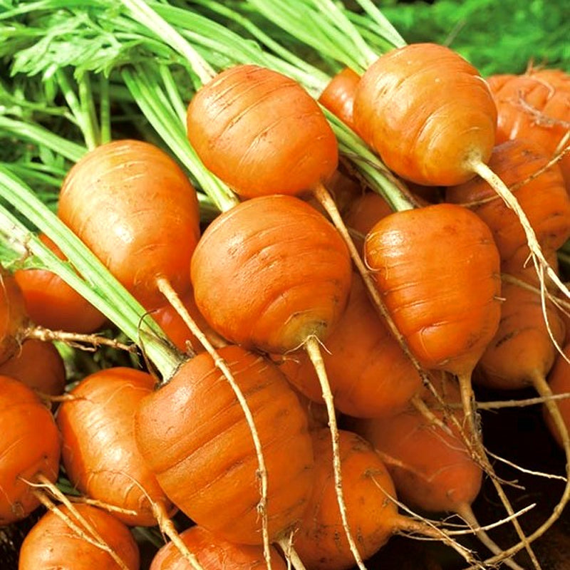 Parisian Carrot (Daucus carota)