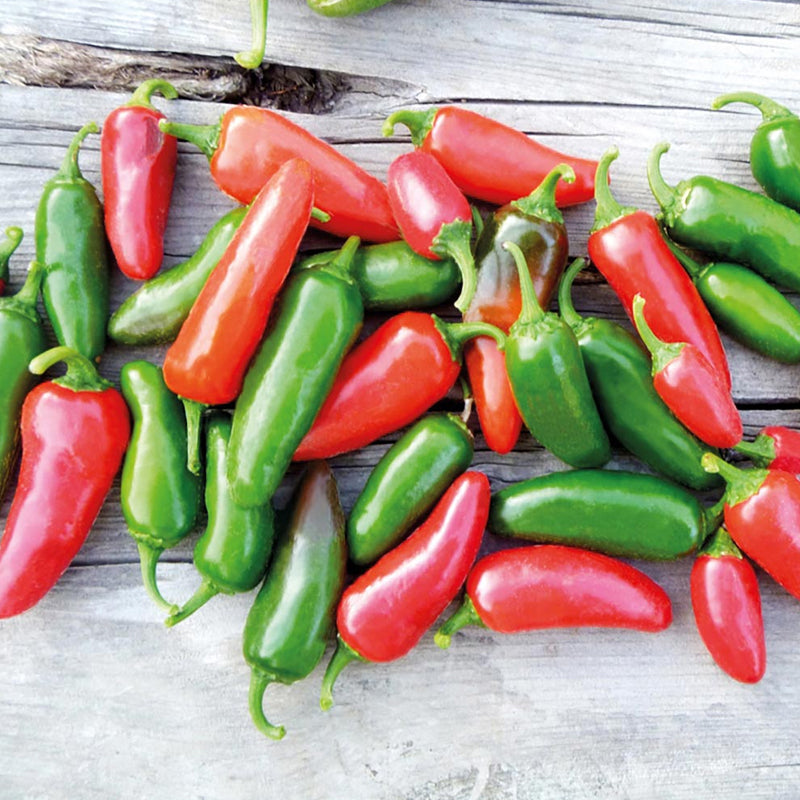 Jalapeno Early Pepper, HOT (Capsicum annuum)