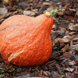 Hubbard Golden Squash, Winter (Cucurbita maxima)