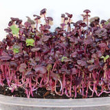 Rambo Radish, Sprouting (Raphanus sativus)