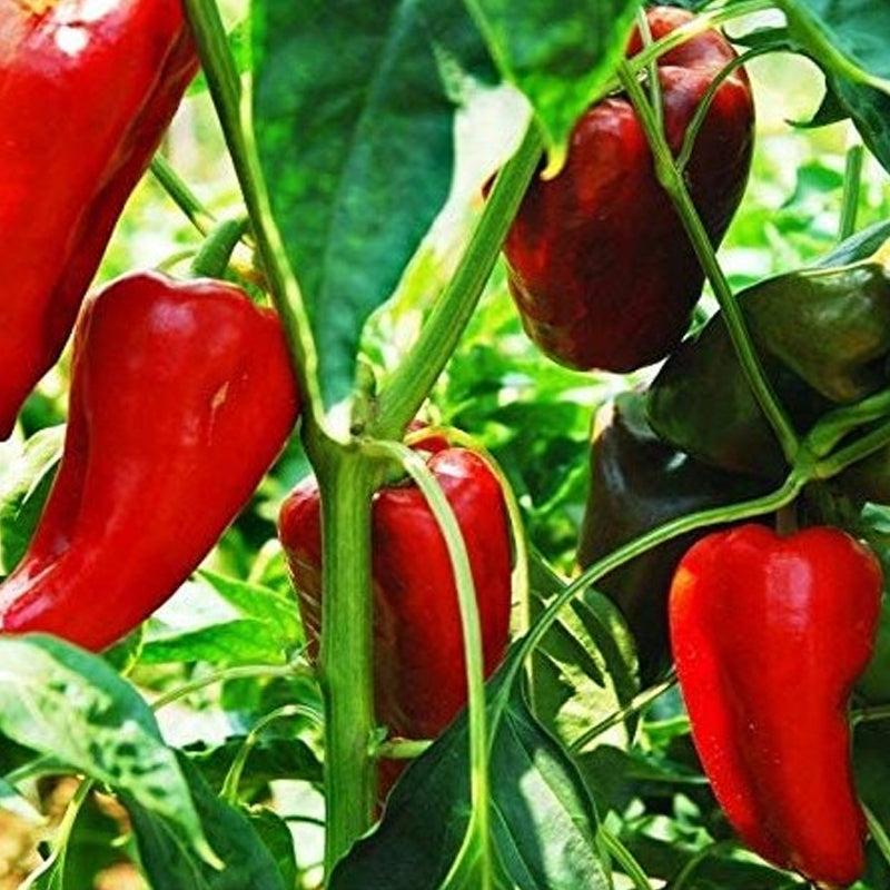 Nocera Rosso sel. Giapponese Italian Pepper, SWEET (Capsicum annuum)