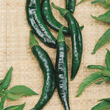 Pasilla Bajio Pepper, HOT (Capsicum annuum)