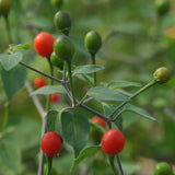 Chiltepin Wild Pepper, HOT (Capsicum annuum glabriusculum)
