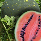 Moon & Stars Red Watermelon (Citrullus lanatus)