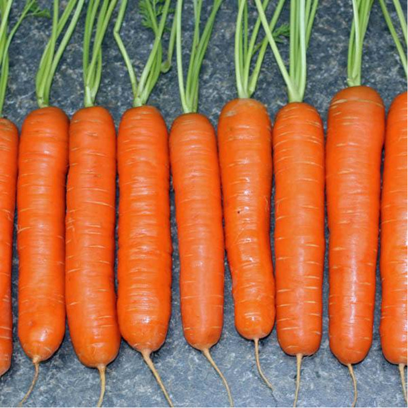 Little Fingers Carrot (Daucus carota)