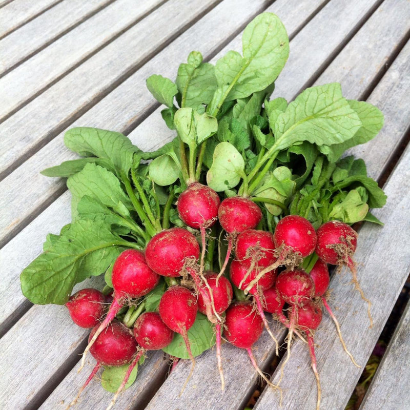 Cherry Belle Radish (Raphanus sativus)