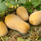 Ponca Personal Size Butternut Squash, Winter (Cucurbita maxima)