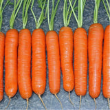 Little Fingers Carrot (Daucus carota)