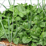 Monstrueux de Viroflay Spinach (Tetragonia tetragonoides)