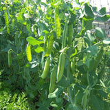 Wando Garden Pea (Pisum sativum)