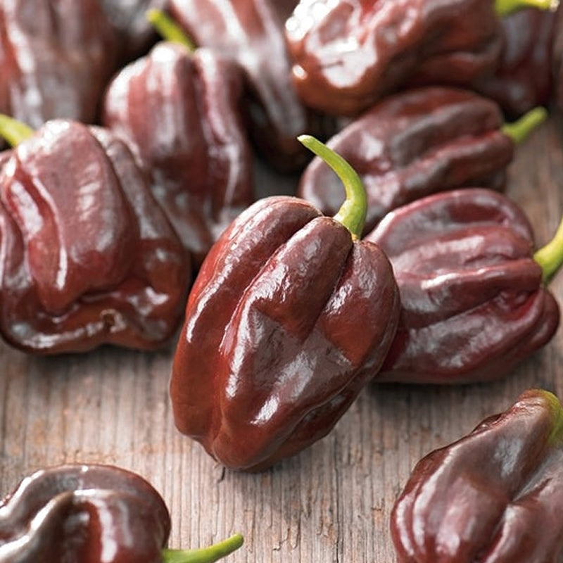 Habanero Chocolate Pepper, HOT (Capsicum annuum)