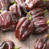 Habanero Chocolate Pepper, HOT (Capsicum annuum)