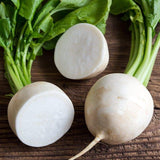 Hailstone Radish (Raphanus sativus)