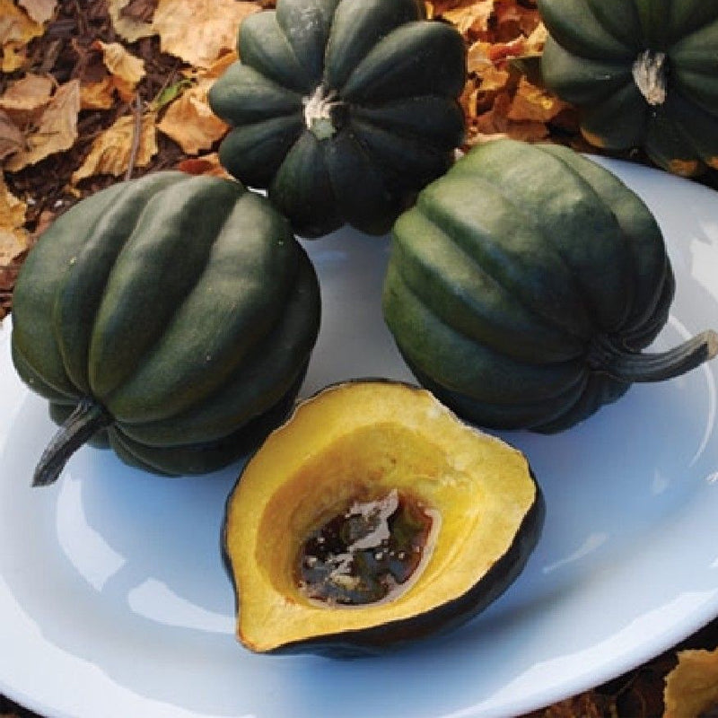 Table Queen Acorn Squash, Winter (Cucurbita pepo)
