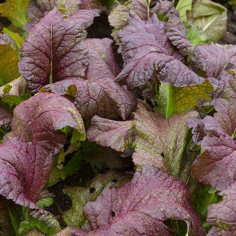 Red Giant, Mustard (Brassica juncea)