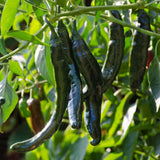 Pasilla Bajio Pepper, HOT (Capsicum annuum)