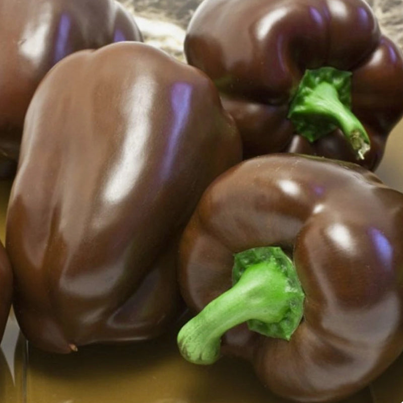 Chocolate Beauty Bell Pepper, SWEET (Capsicum annuum)