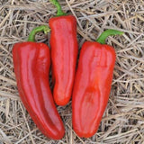 Marconi Red Pepper, SWEET (Capsicum annuum)