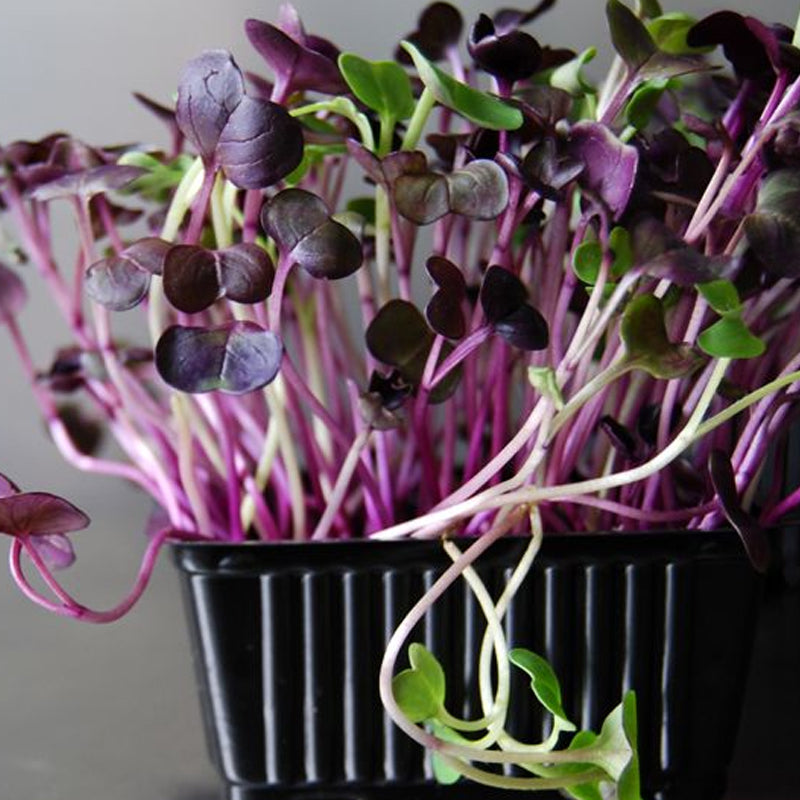 Sango Radish, Sprouting (Raphanus sativus)