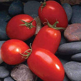 Marinara F1 Hybrid Tomato, Roma (Paste) Tomato (Lycopersicon esculentum)