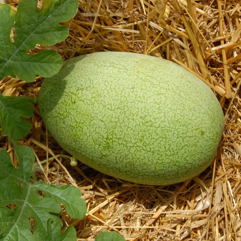 Charleston Gray Watermelon (Citrullus lanatus)