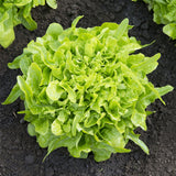 Oakleaf Green, Leaf Lettuce (Lactuca sativa)