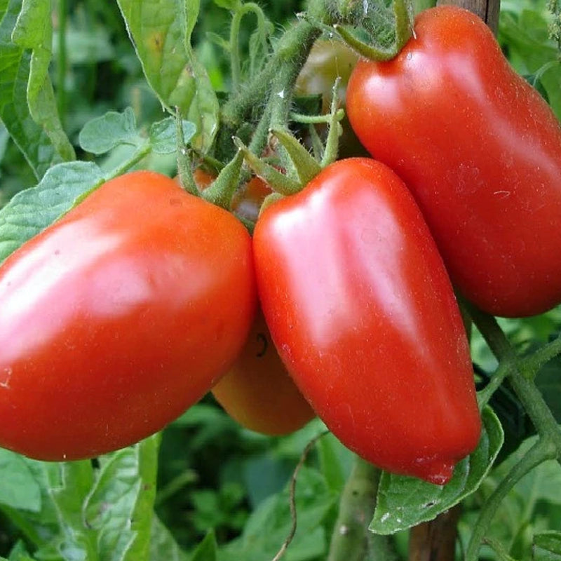 Rio Grande Tomato, Roma (Paste) Tomato (Lycopersicon esculentum)