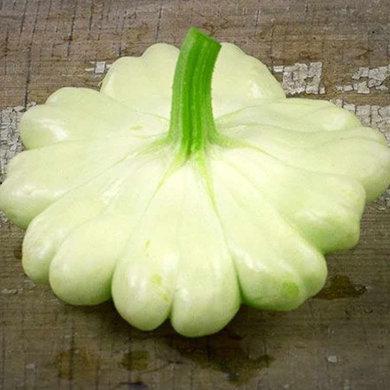 Bennings Green Tint Scallop Squash, Summer (Cucurbita pepo)