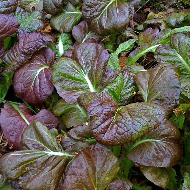 Osaka Purple, Japanese Mustard (Brassica juncea)