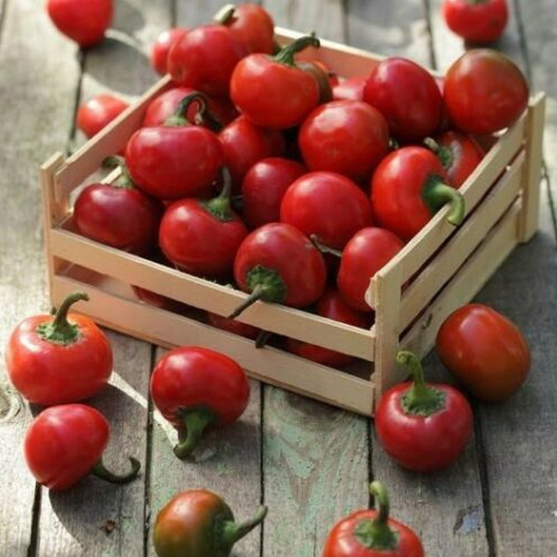 Large Red Cherry Pepper, HOT (Capsicum annuum)