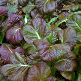 Osaka Purple, Japanese Mustard (Brassica juncea)