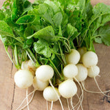 Hailstone Radish (Raphanus sativus)