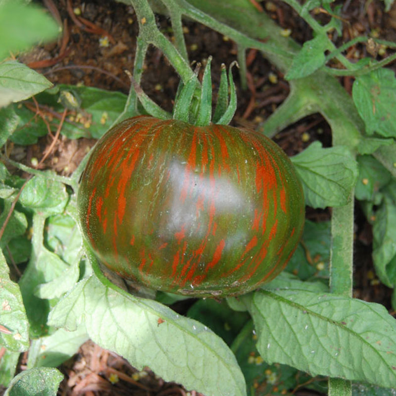 Black Zebra, Standard (Slicing) Tomato (Lycopersicon esculentum)