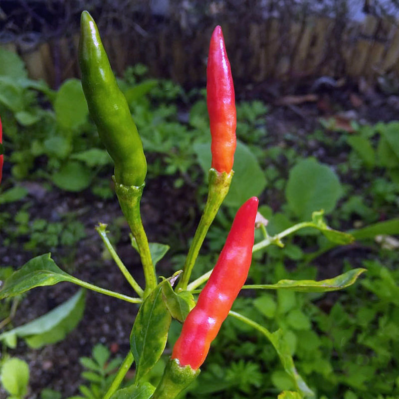 Thai Hot Culinary Pepper, HOT (Capsicum annuum)