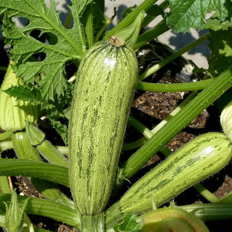 Caserta Squash, Summer (Cucurbita pepo)