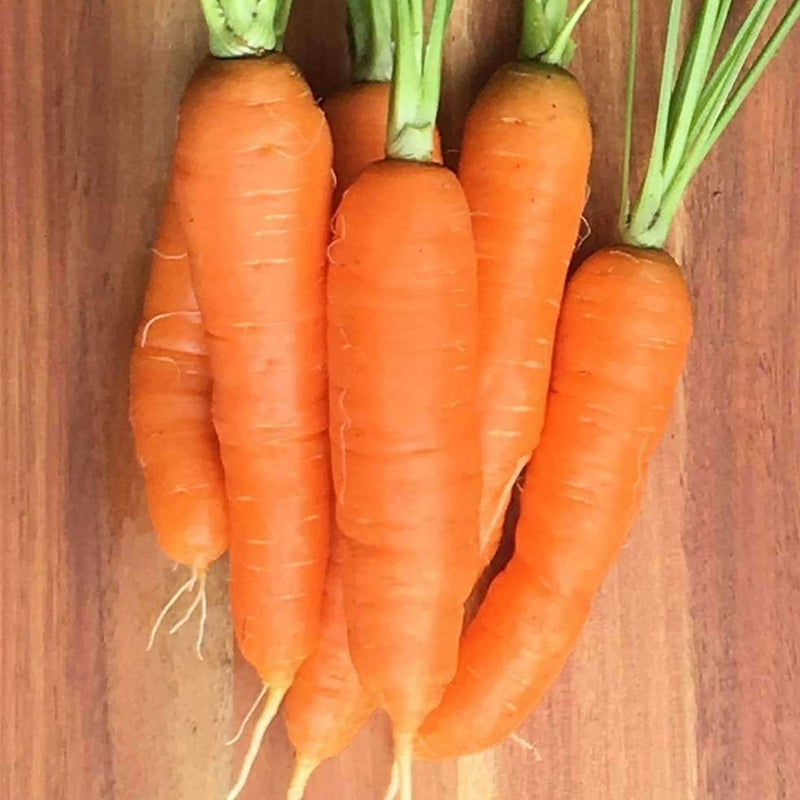 Scarlet Nantes Carrot (Daucus carota)