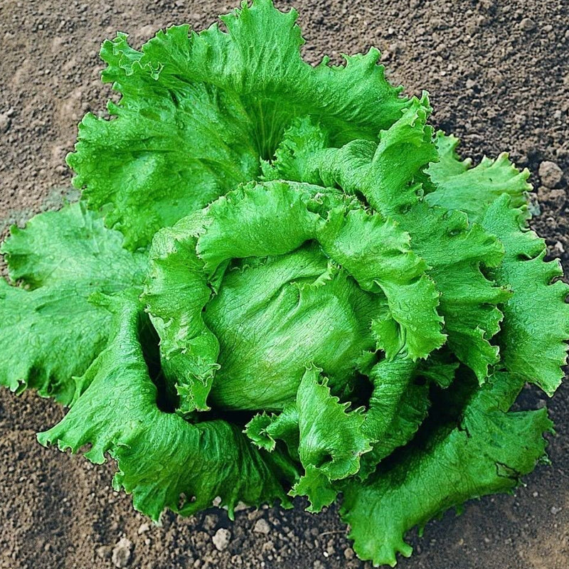 Great Lakes 118, Batavian Lettuce (Lactuca sativa)