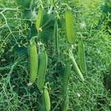 Parsley Garden Pea (Pisum sativum)