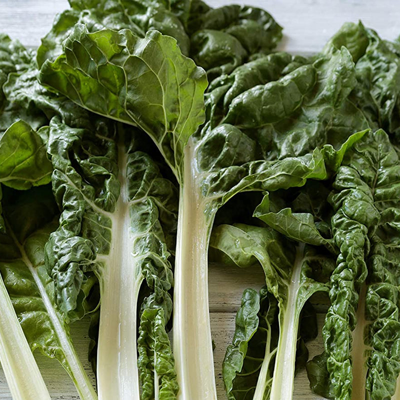 Lucullus Giant Swiss Chard (Beta vulgaris cicla)