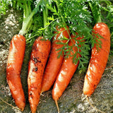 Tendersweet Carrot (Daucus carota)