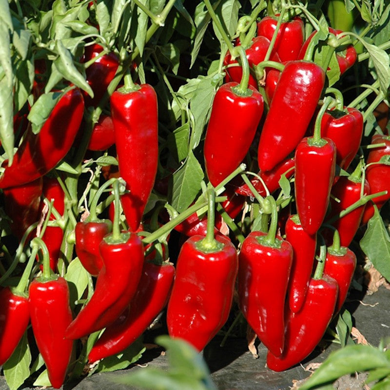 Marconi Red Pepper, SWEET (Capsicum annuum)