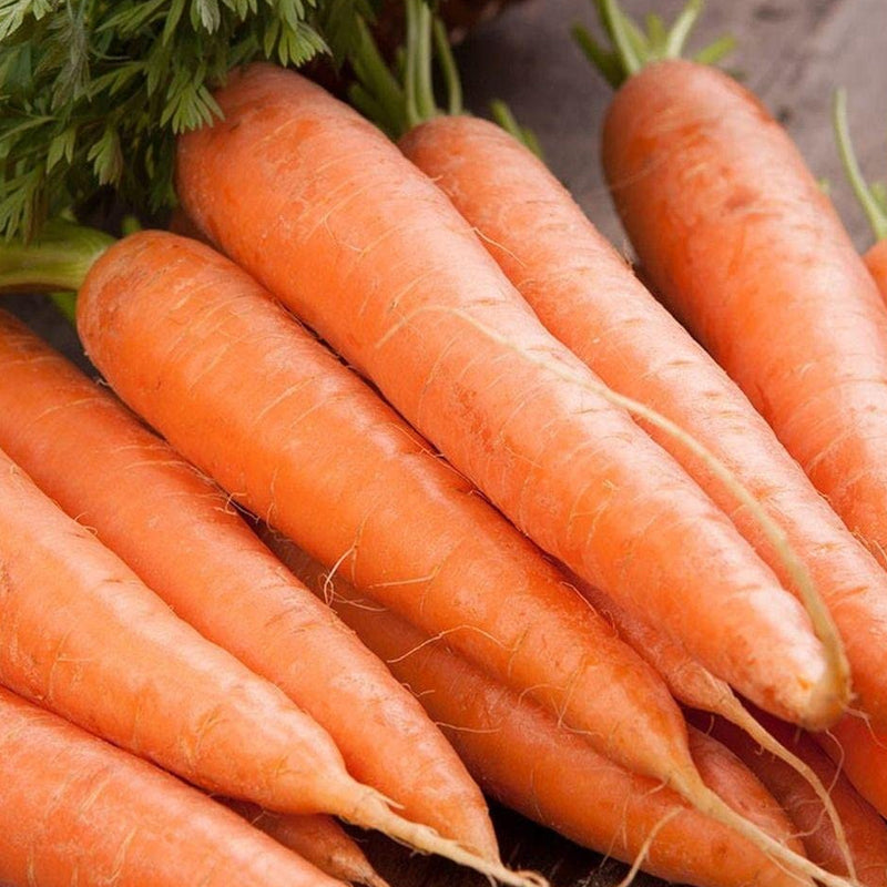 Scarlet Nantes Carrot (Daucus carota)
