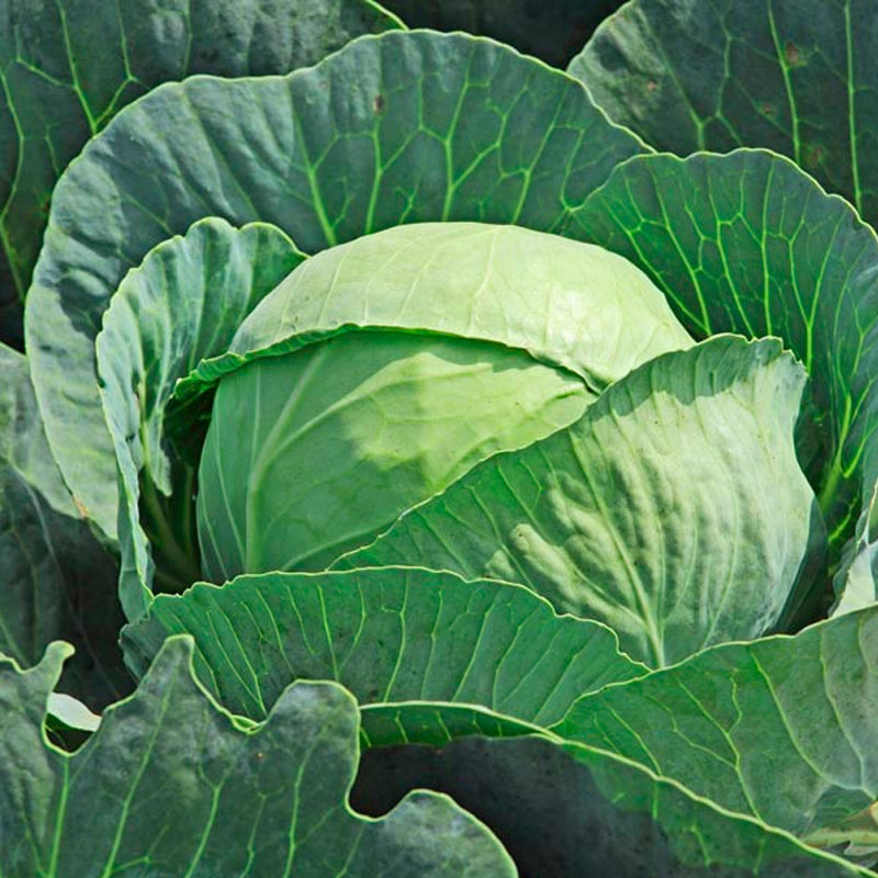 Brunswick Cabbage (Brassica oleracea)