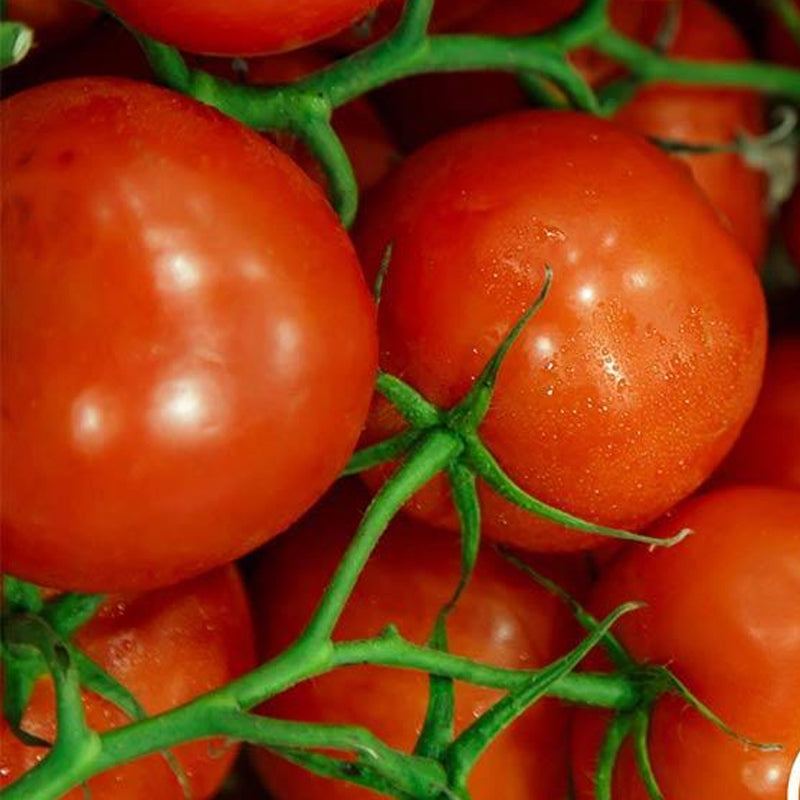 Jet Star F1 Hybrid, Standard (Slicing) Tomato (Lycopersicon esculentum)