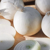 White Grano Onion, Short-Day (Allium cepa)